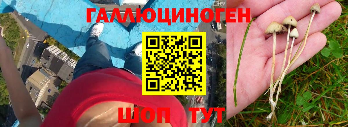 Псилоцибиновые грибы мухоморы Томск