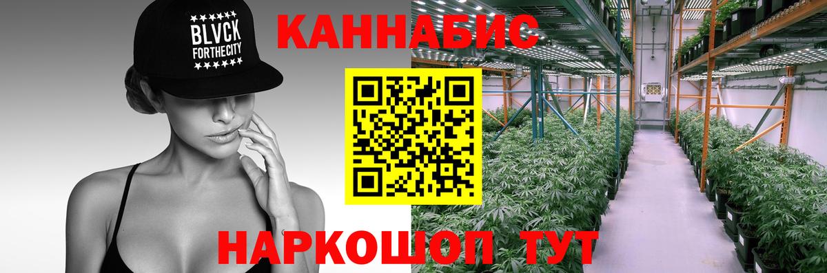 Каннабис сатива Томск